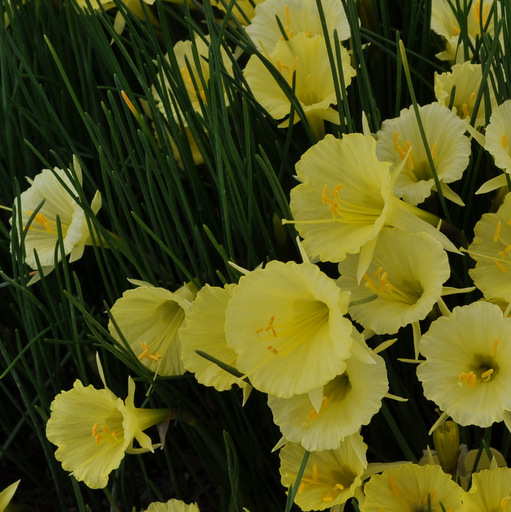 Narcissus romieuxii hyb